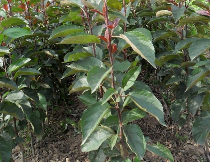 苹果苗 苹果苗种植基地 苹果苗价格