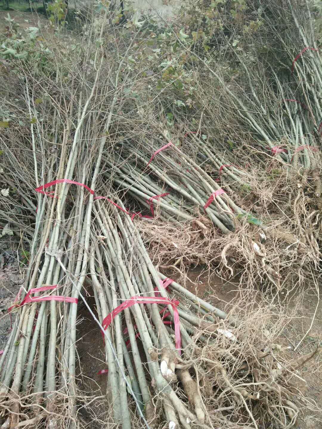楓香供應(yīng)商圖片