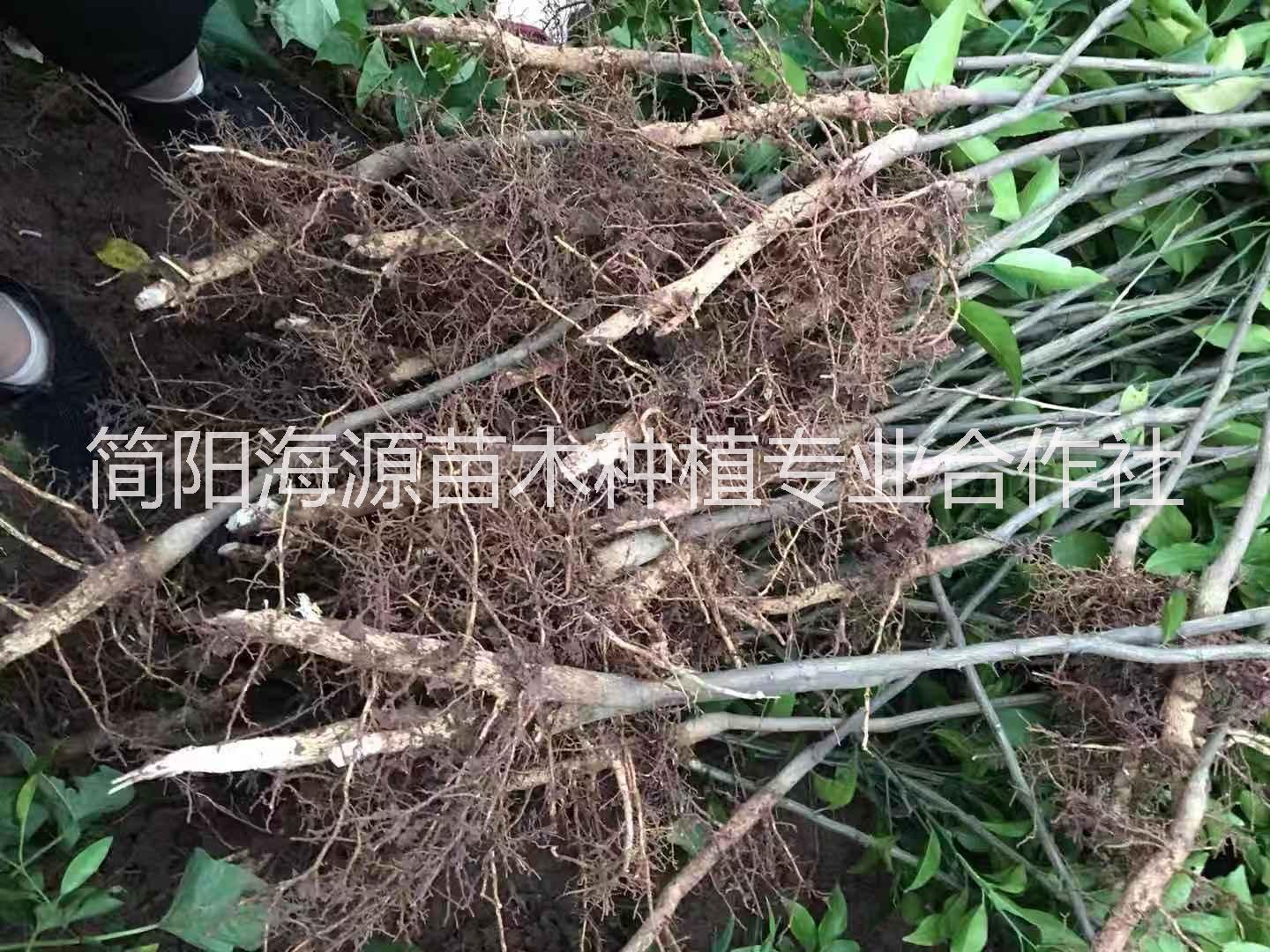 湖北沃柑苗圖片/湖北沃柑苗樣板圖 (3)