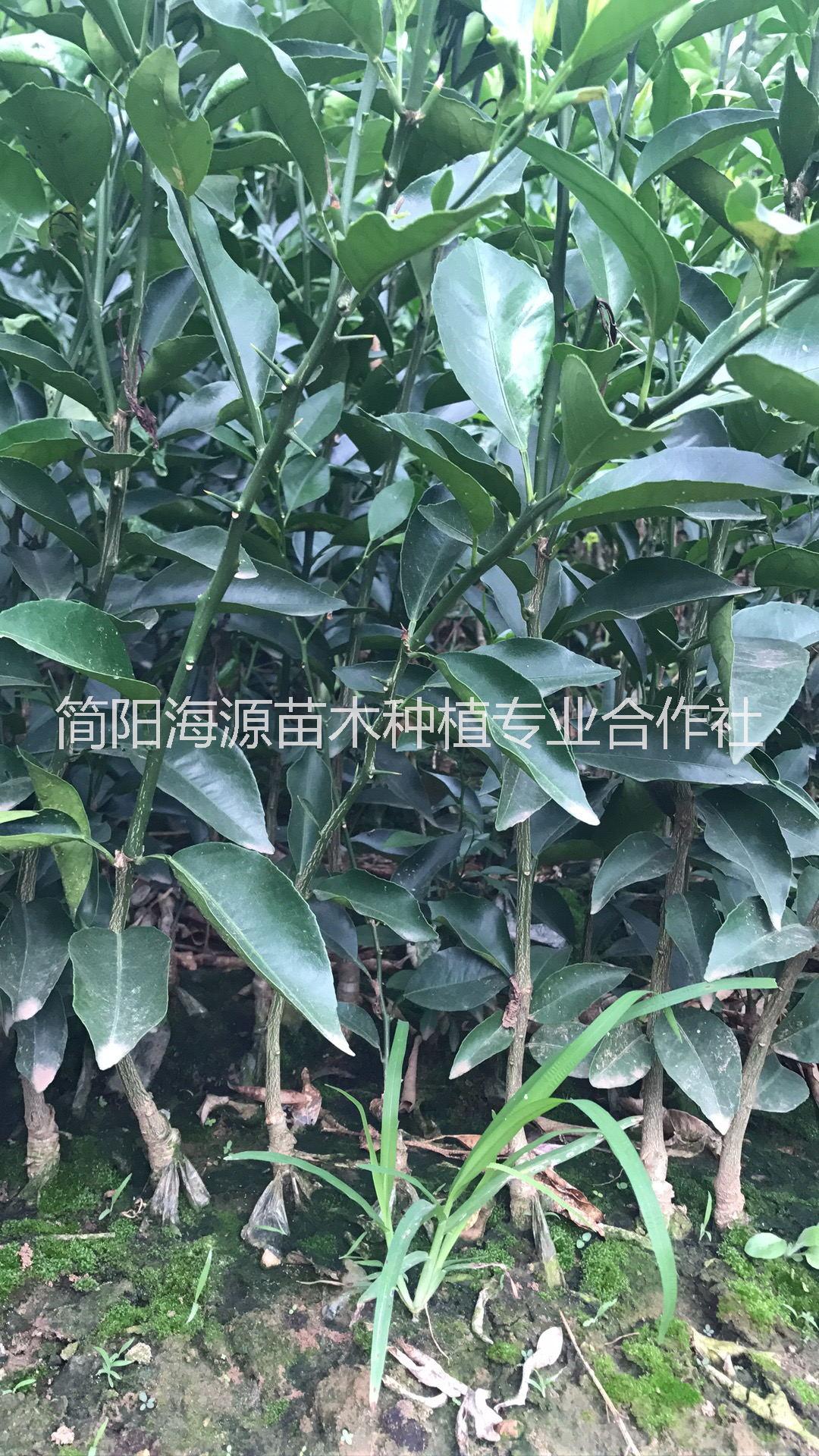 重慶春見柑橘苗圖片/重慶春見柑橘苗樣板圖 (4)