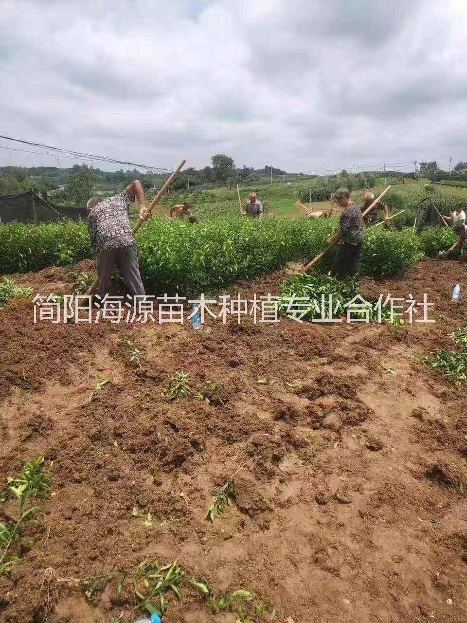 湖南不知火柑橘苗圖片/湖南不知火柑橘苗樣板圖 (3)