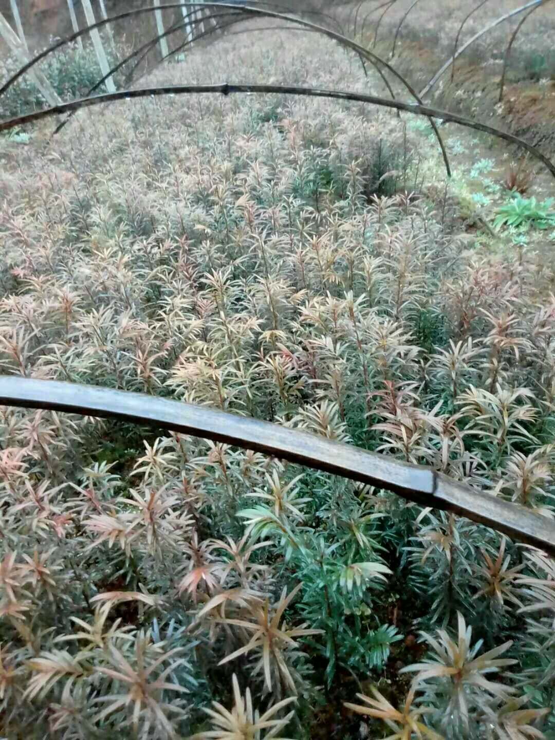 紅豆杉圖片/紅豆杉樣板圖 (4)