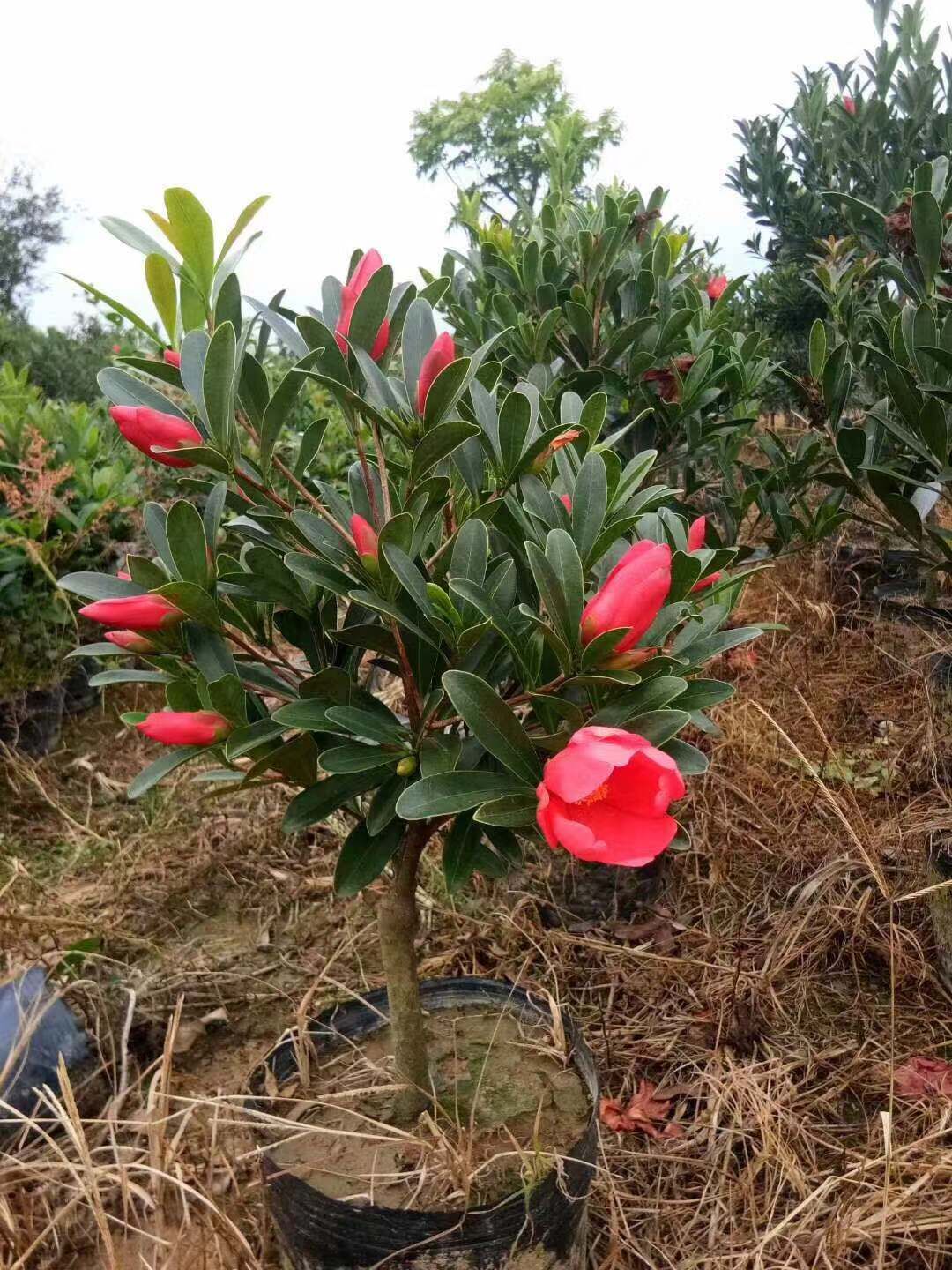 福建四季杜鹃红山茶花基地-供应福建四季杜鹃红山茶花厂家批发报价价格表图片