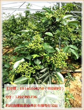 四川適合種植嫁接藤椒苗嗎？圖片/四川適合種植嫁接藤椒苗嗎？樣板圖 (4)