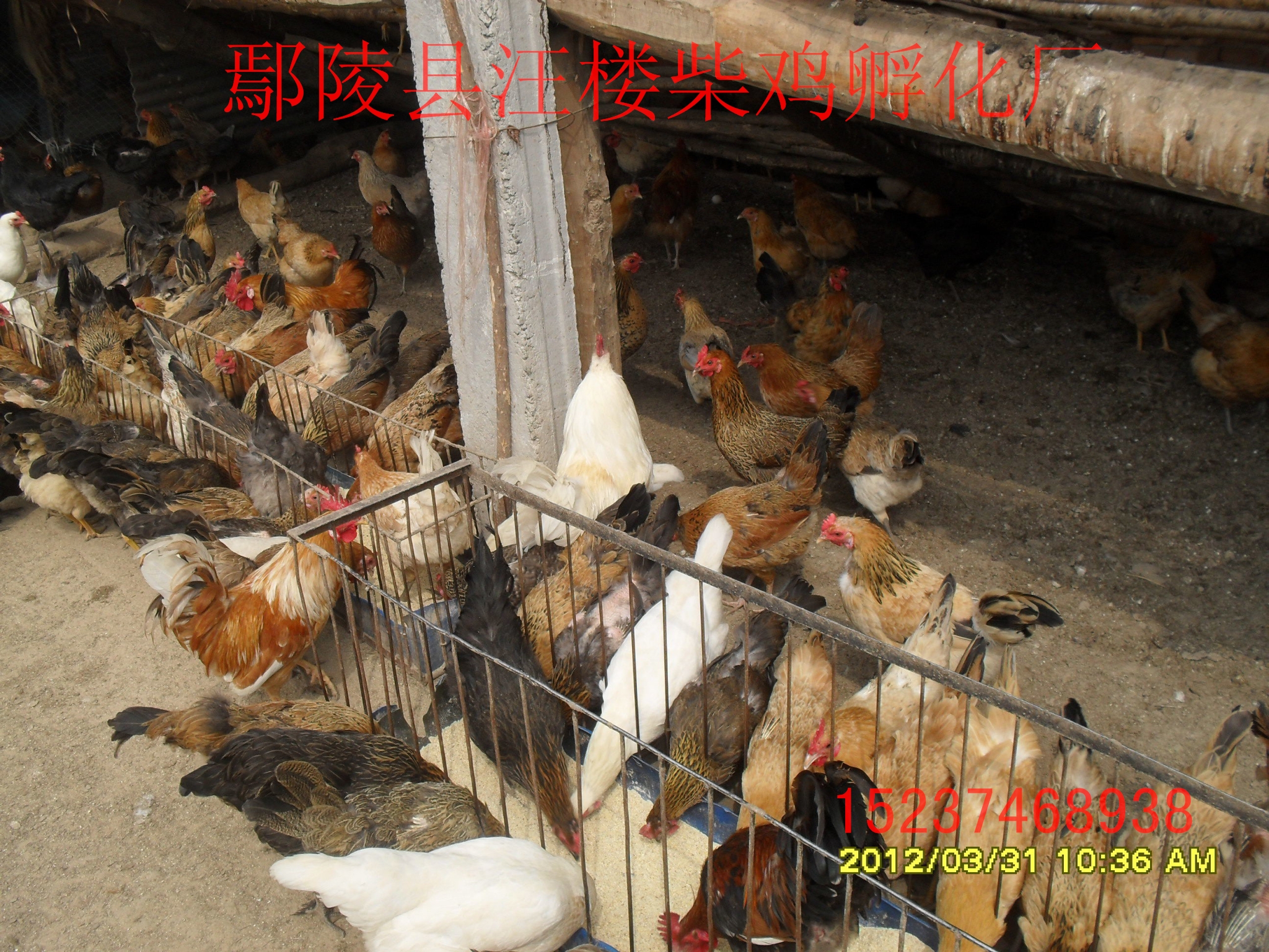 河南純柴雞苗圖片/河南純柴雞苗樣板圖 (4)