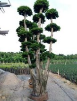 造型榕樹圖片/造型榕樹樣板圖 (2)