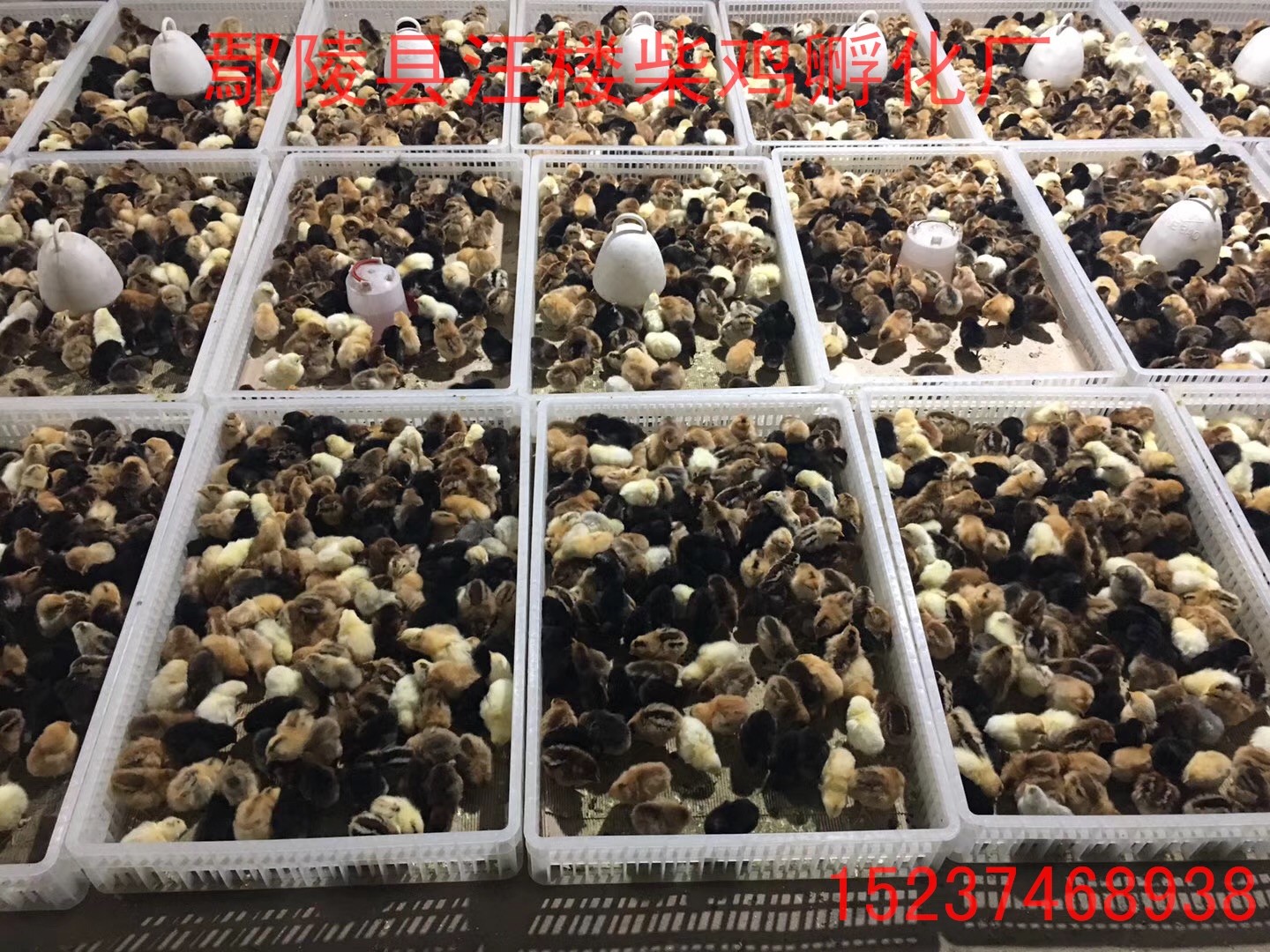 純柴雞苗，河南優(yōu)質(zhì)柴雞苗 純柴雞苗，河南優(yōu)質(zhì)柴雞苗 批發(fā)柴