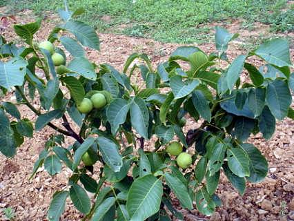 優(yōu)系8518核桃，核桃苗圖片/優(yōu)系8518核桃，核桃苗樣板圖 (4)