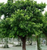 小葉榕圖片/小葉榕樣板圖 (3)