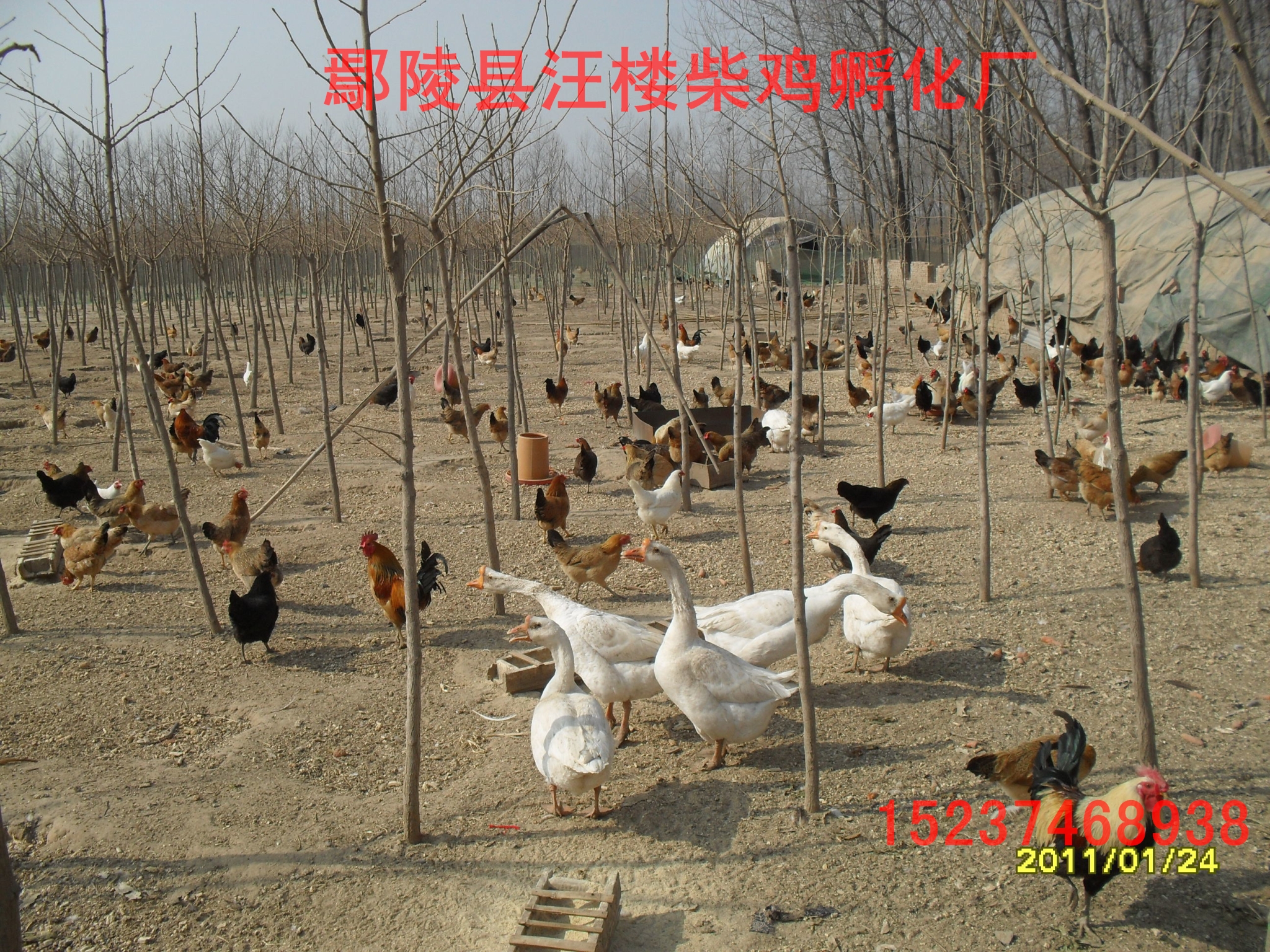 柴雞苗圖片/柴雞苗樣板圖 (2)