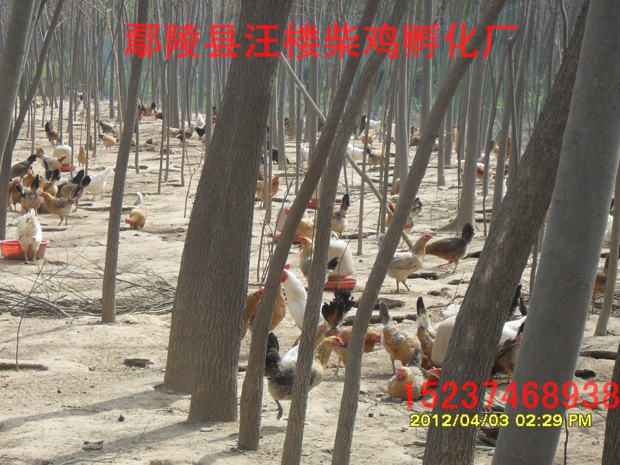 優(yōu)質(zhì)純柴雞苗圖片/優(yōu)質(zhì)純柴雞苗樣板圖 (4)