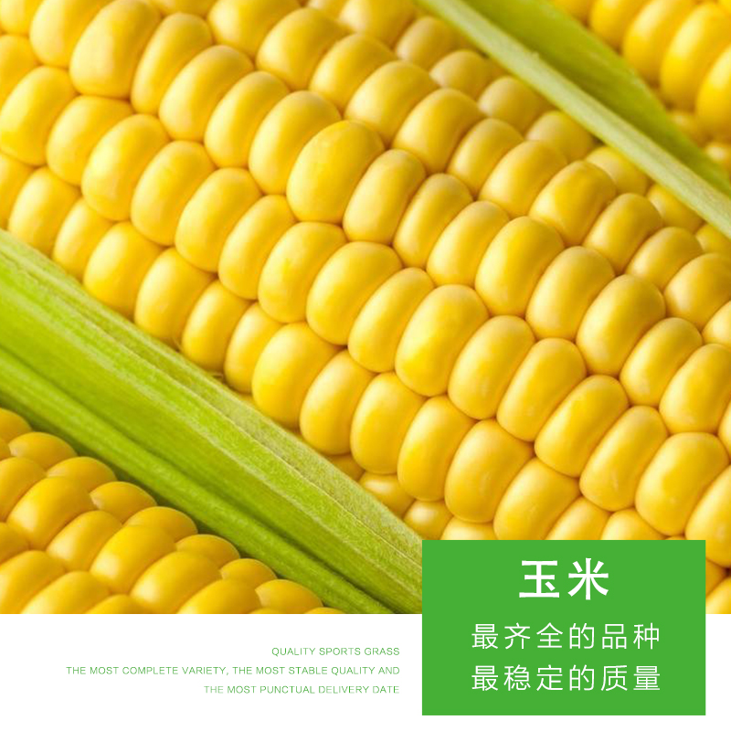 玉米圖片/玉米樣板圖 (2)