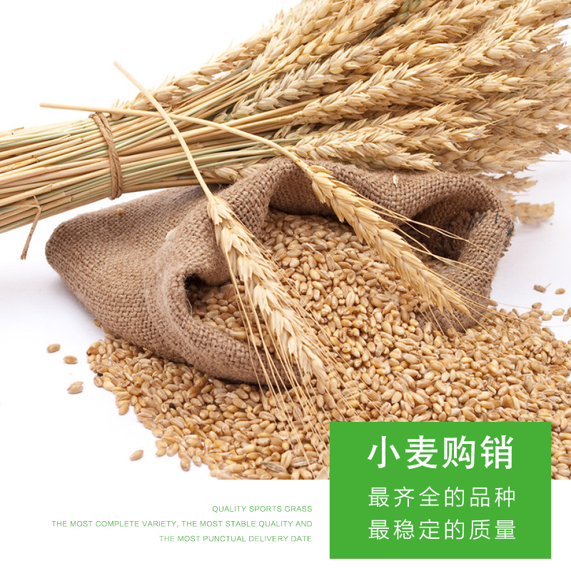 甘南縣盈合糧食  雜糧 粗糧 小麥購銷 廠家批發(fā) 有機(jī)小麥