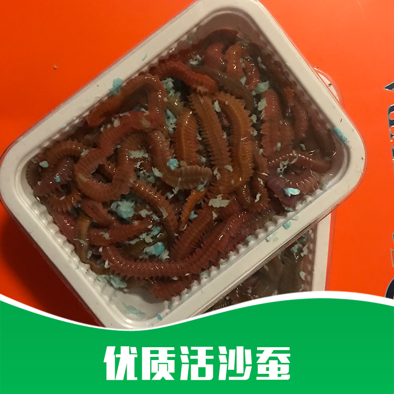 活沙蠶圖片/活沙蠶樣板圖 (2)