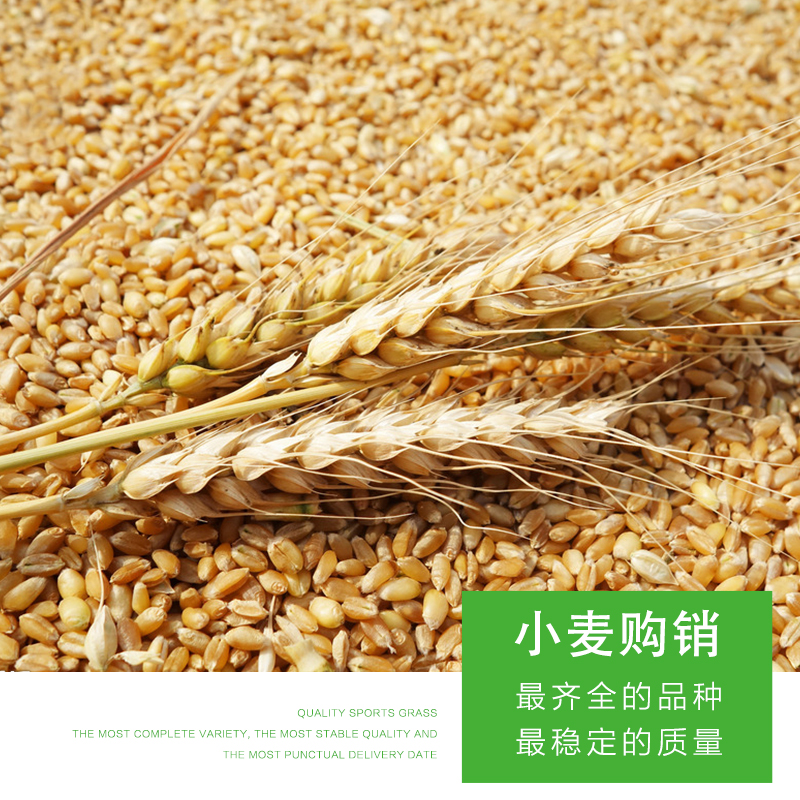 小麥購銷圖片