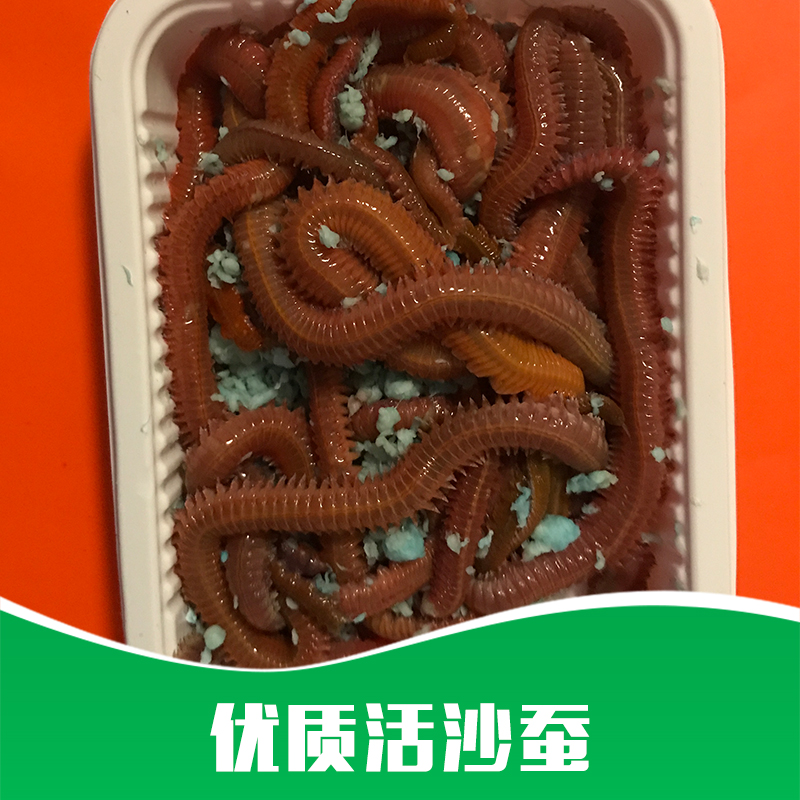 活沙蠶圖片/活沙蠶樣板圖 (4)