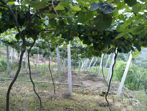 砂糖桔苗圖片/砂糖桔苗樣板圖 (2)