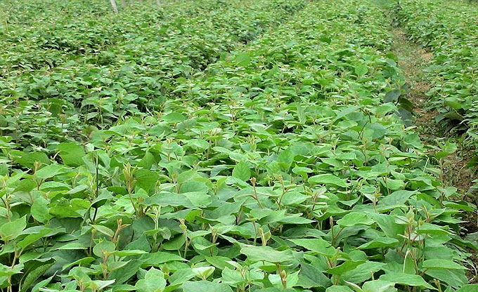 砂糖桔苗圖片/砂糖桔苗樣板圖 (4)