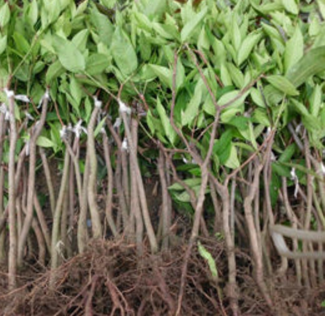 霧蓮果苗批發(fā)價格 優(yōu)質(zhì)霧蓮果苗供應(yīng)基地圖片