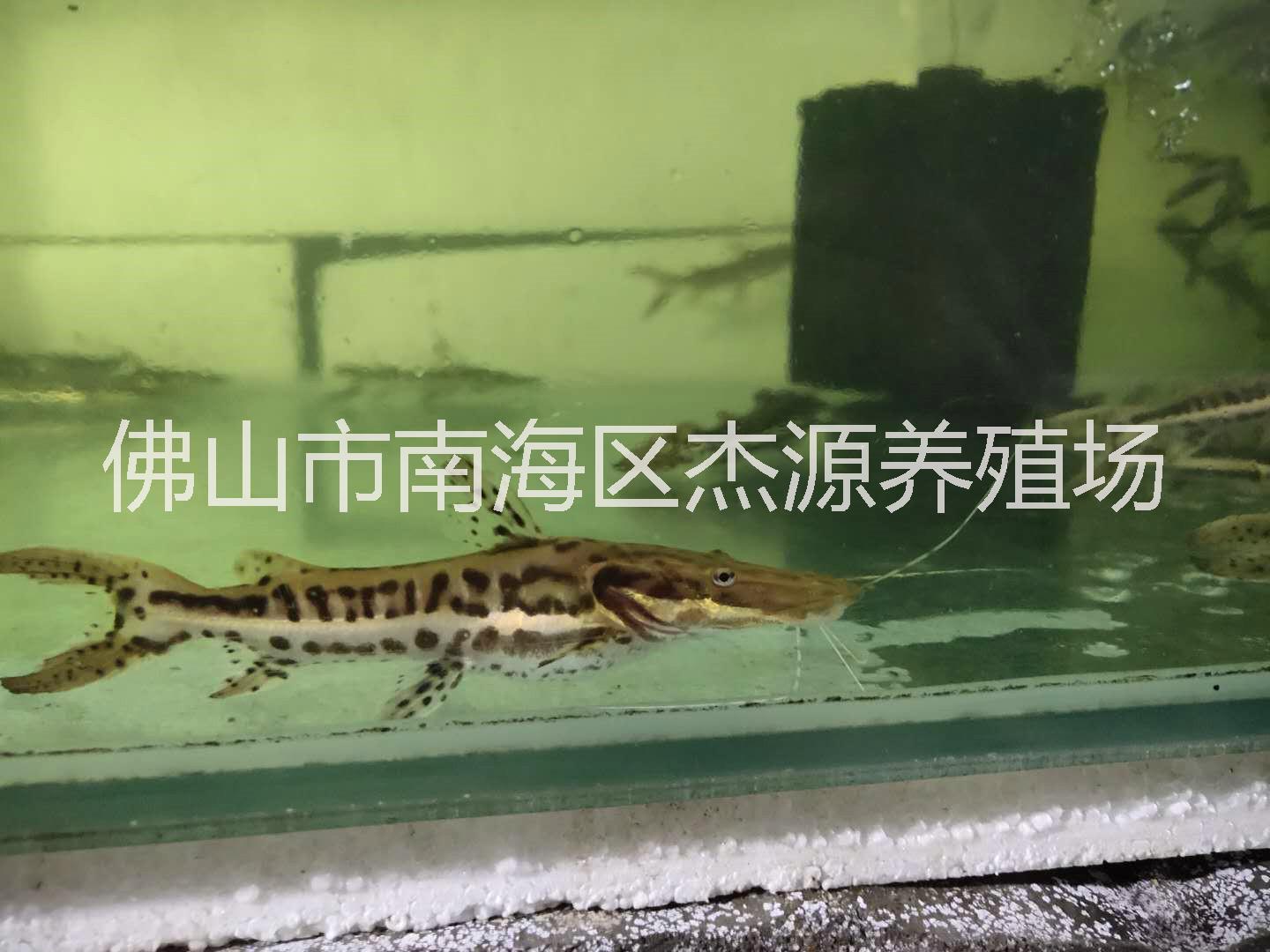 虎皮斑馬鴨嘴鯊圖片/虎皮斑馬鴨嘴鯊樣板圖 (2)