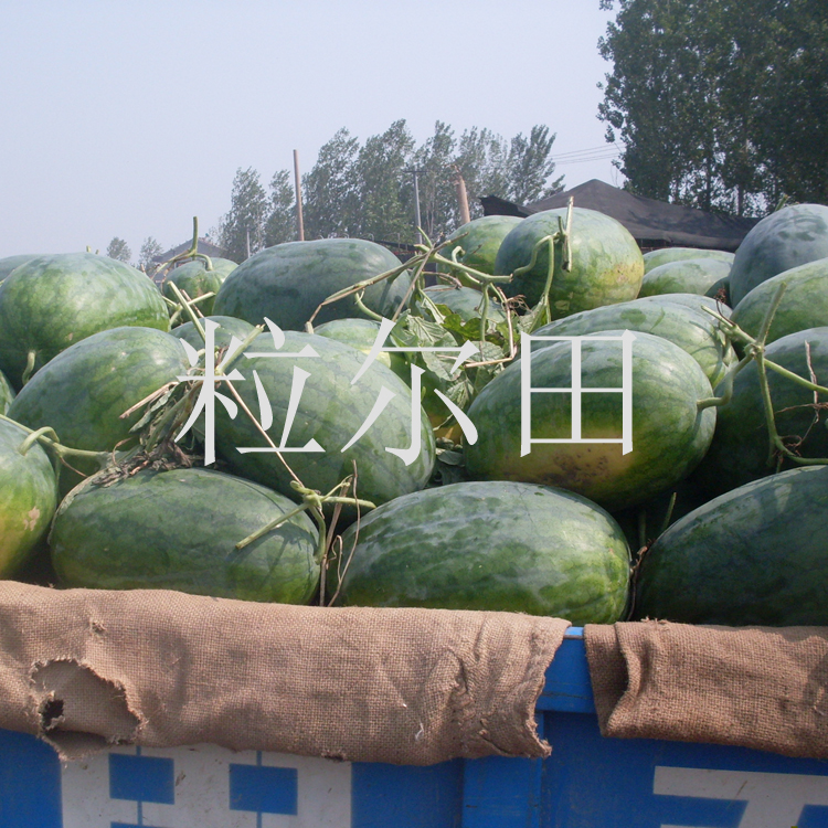 高抗病高產(chǎn)豐收三西瓜種子 粒爾田豐收三西瓜種子