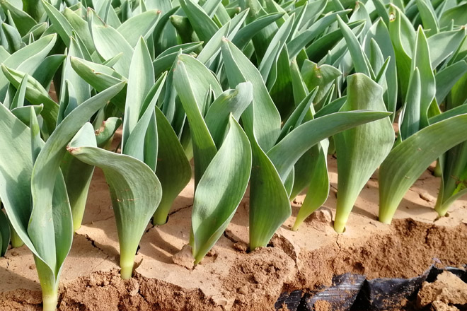 郁金香圖片/郁金香樣板圖 (3)
