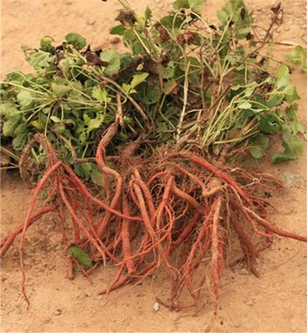 丹參苗圖片/丹參苗樣板圖 (2)