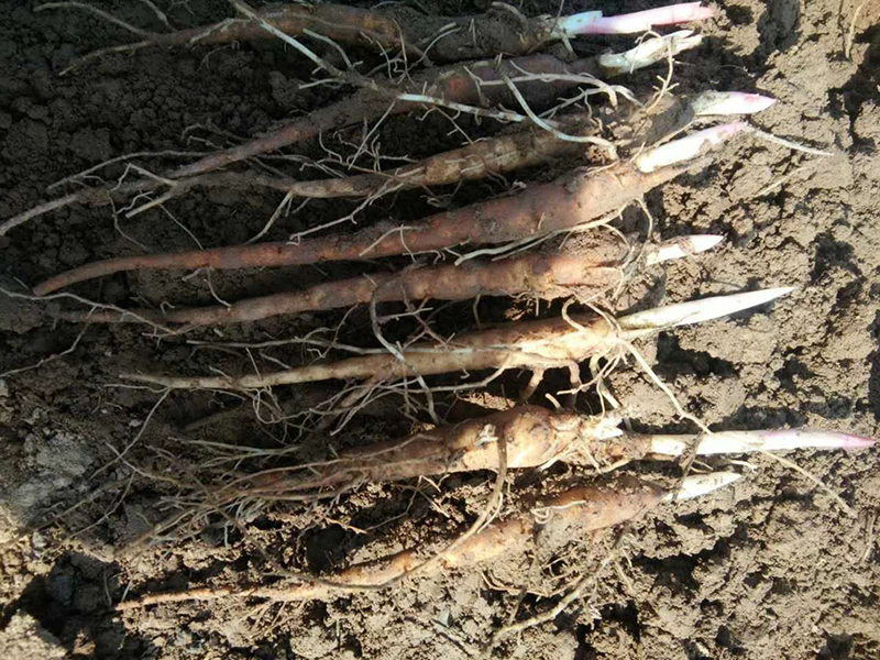 芍药种植_芍药一亩地种多少棵_专业合作社图片