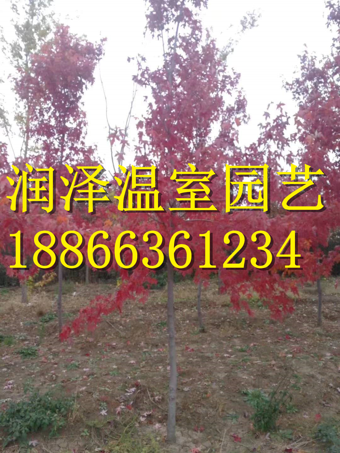 彩葉豆梨秋火焰圖片/彩葉豆梨秋火焰樣板圖 (4)