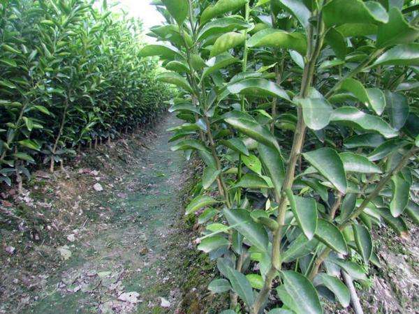 柑苗圖片/柑苗樣板圖 (2)