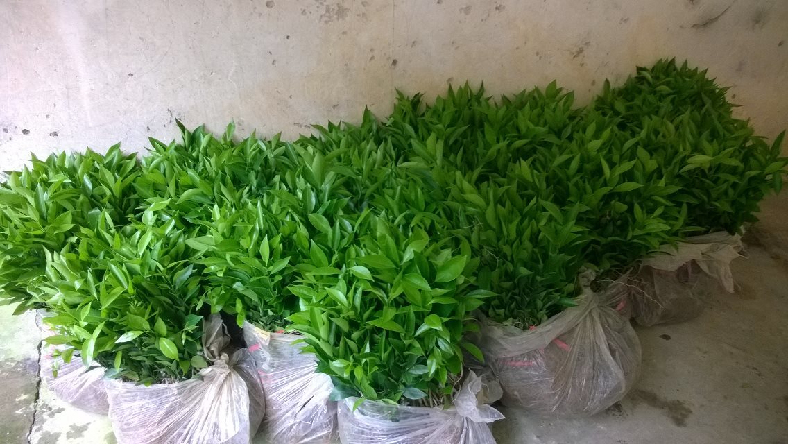 柑橘苗圖片/柑橘苗樣板圖 (2)