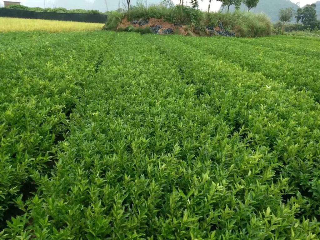 柑橘苗圖片/柑橘苗樣板圖 (3)