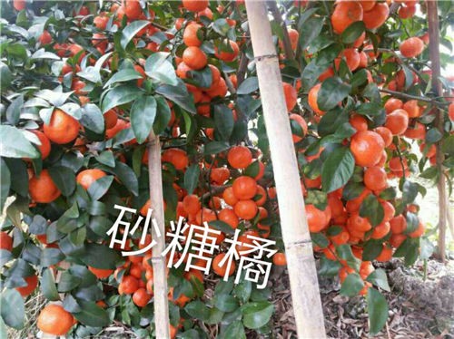 柑橘苗圖片/柑橘苗樣板圖 (4)