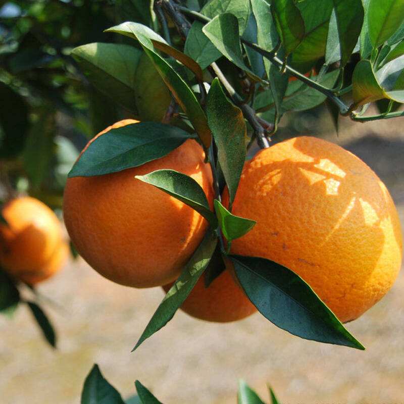 臍橙苗圖片/臍橙苗樣板圖 (4)