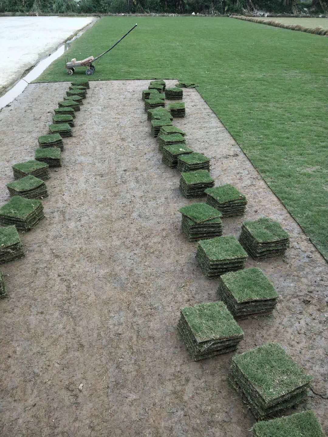 增城臺灣草皮廠家 臺灣草皮批發(fā)價 蘭引三號
