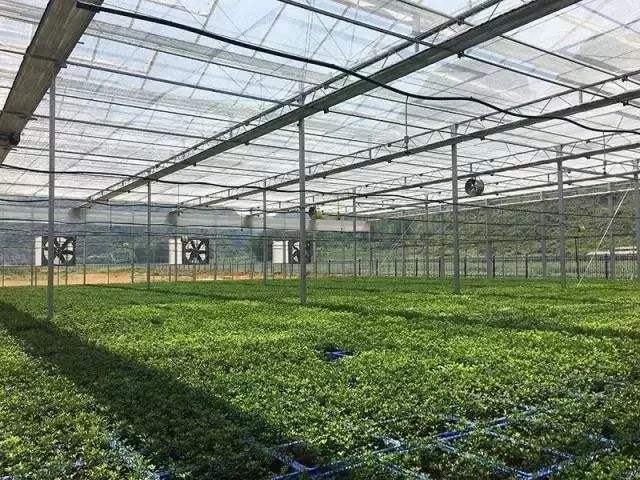 育苗圖片/育苗樣板圖 (3)