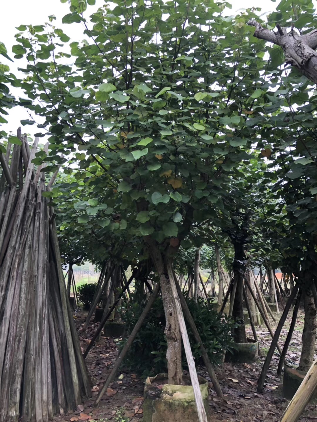 黃槿圖片/黃槿樣板圖 (2)