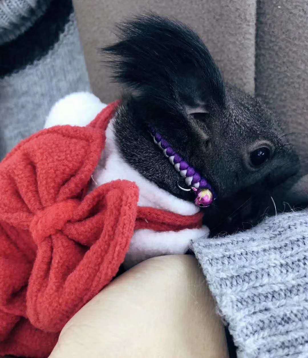 魔王松鼠圖片/魔王松鼠樣板圖 (3)