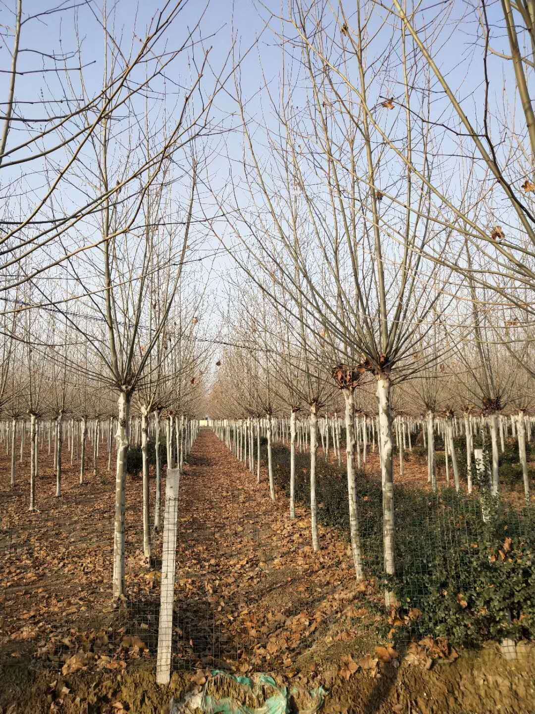 新疆速生法桐种植基地直供批发报价多少钱、法桐供应商图片