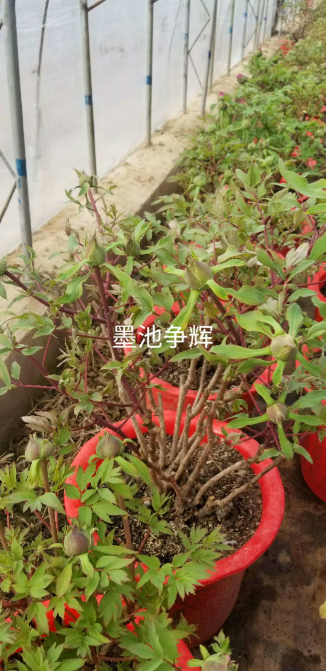 精品催花芍藥、溫室芍藥盆栽圖片