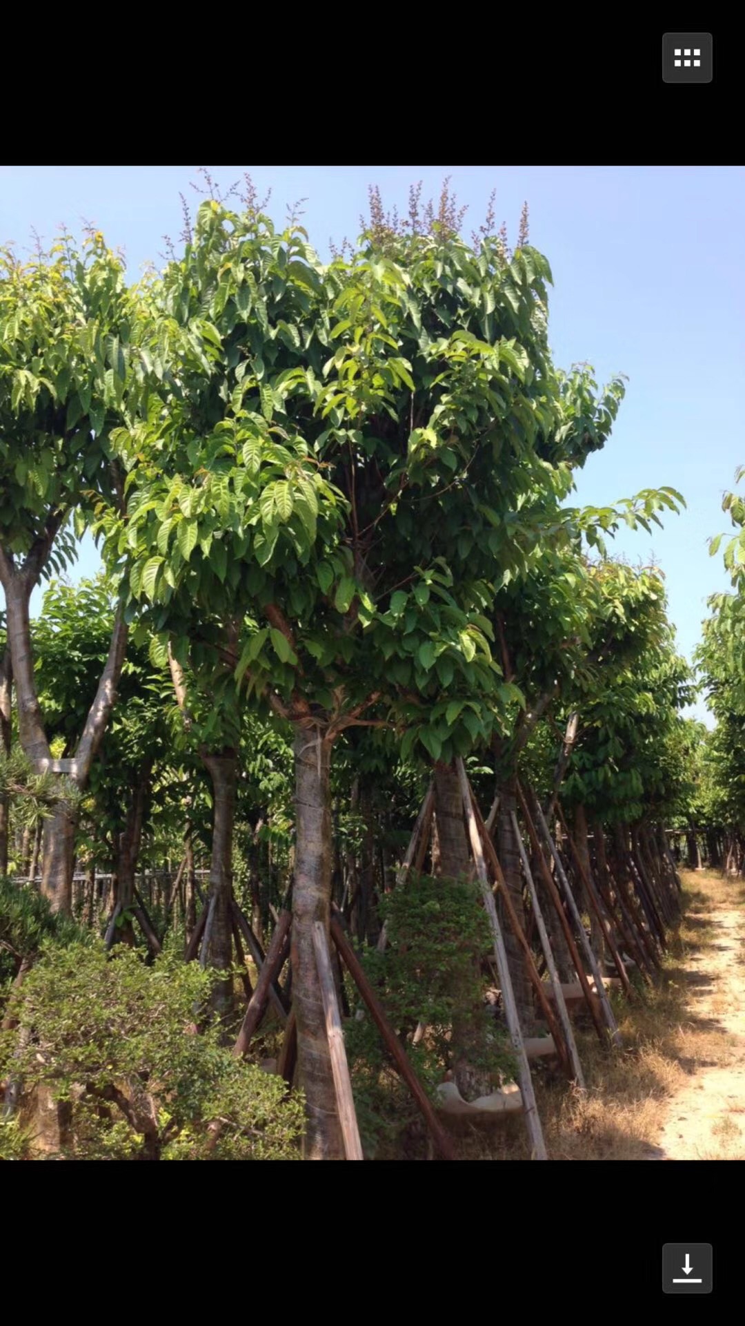 揭阳市大叶紫薇厂家揭阳大叶紫薇 大叶紫薇基地 大叶紫薇批发 大叶紫薇批发价格 优质大叶紫薇 揭阳优质大叶紫薇 大叶紫薇供货商 大叶紫薇报价