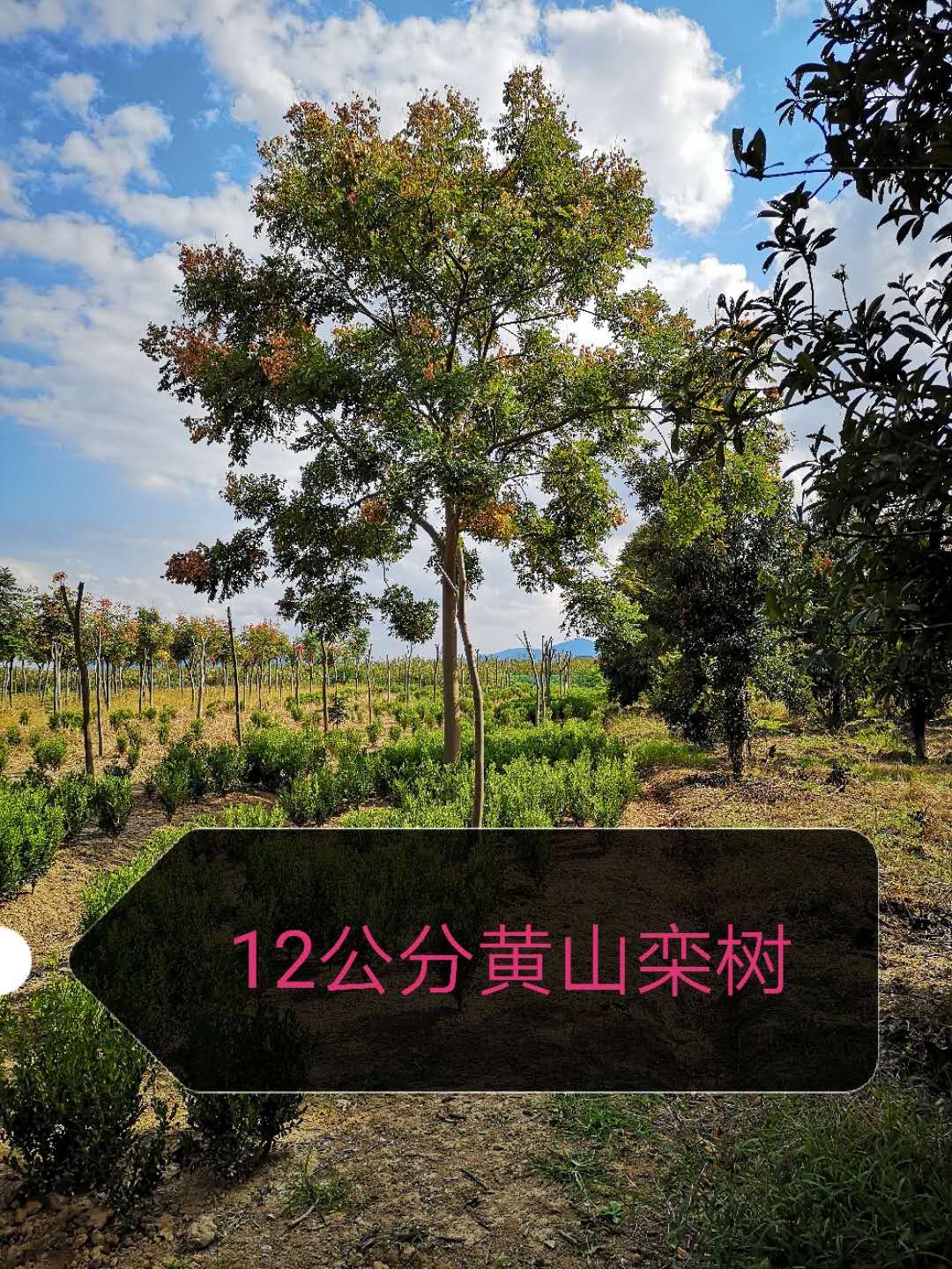 浙江寧波黃山欒樹多少錢，黃山欒樹報價批發(fā)，黃山欒樹苗木基地