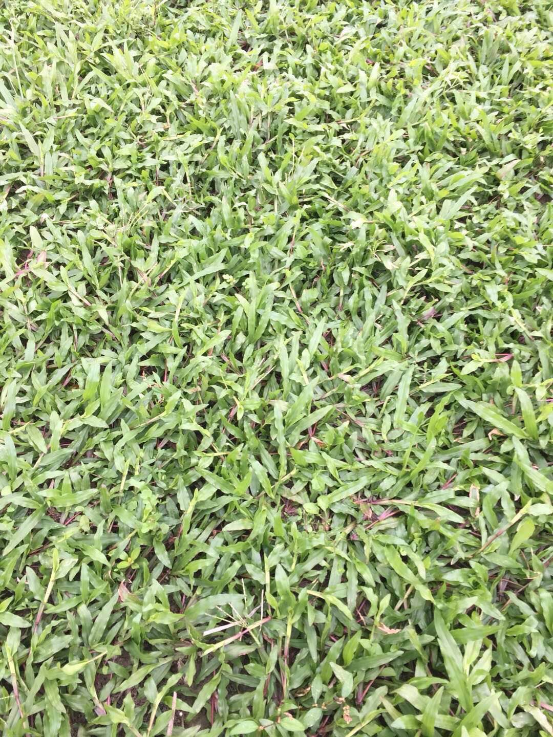 優(yōu)質(zhì)臺灣卷草圖片/優(yōu)質(zhì)臺灣卷草樣板圖 (2)