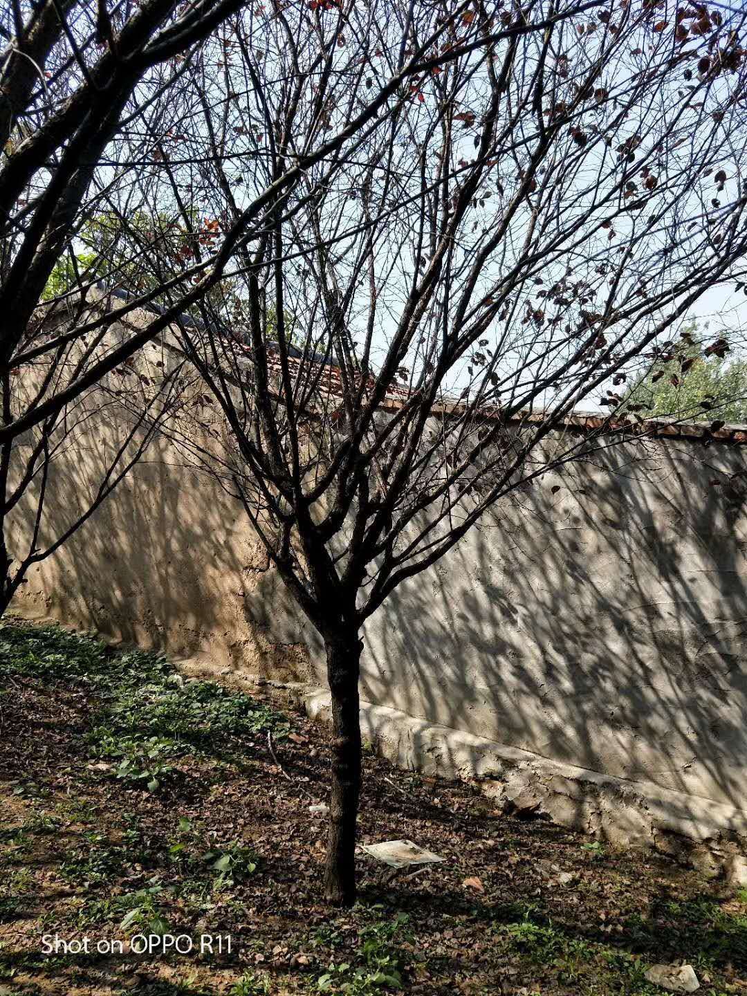 苗圃種植圖片/苗圃種植樣板圖 (2)