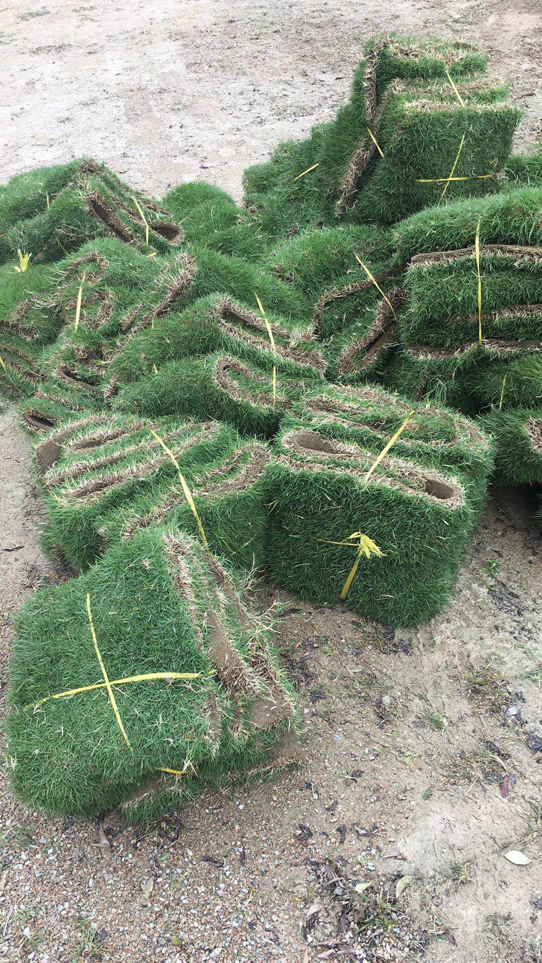 供应马尼拉卷草 优质马尼拉卷草 马尼拉卷草的优缺点图片