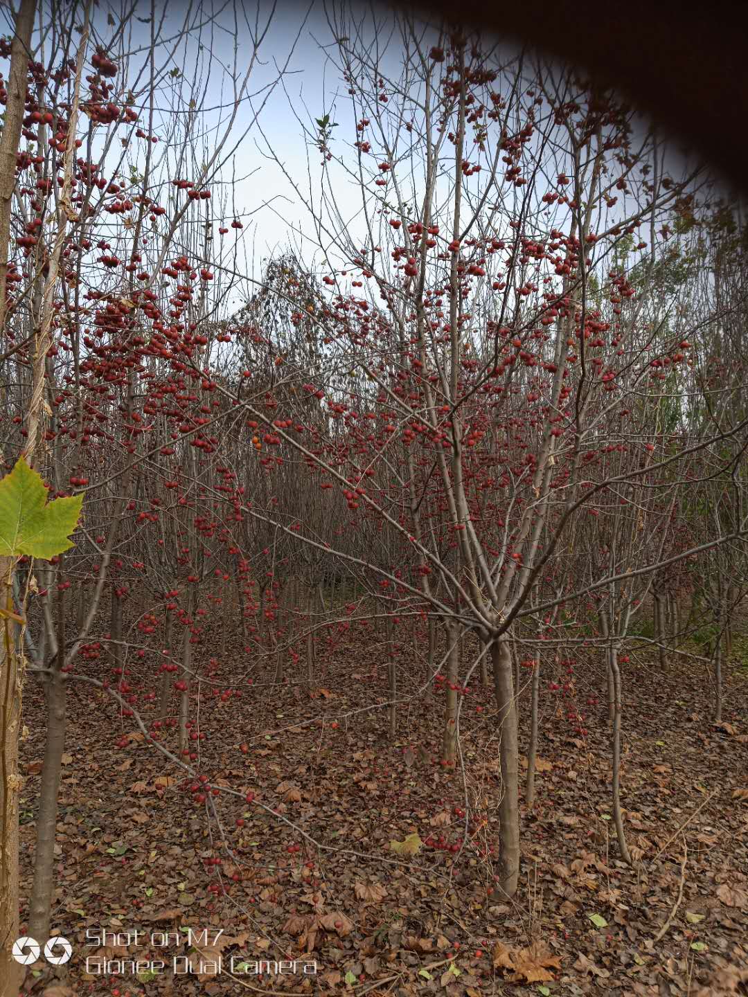 西府海棠圖片/西府海棠樣板圖 (1)