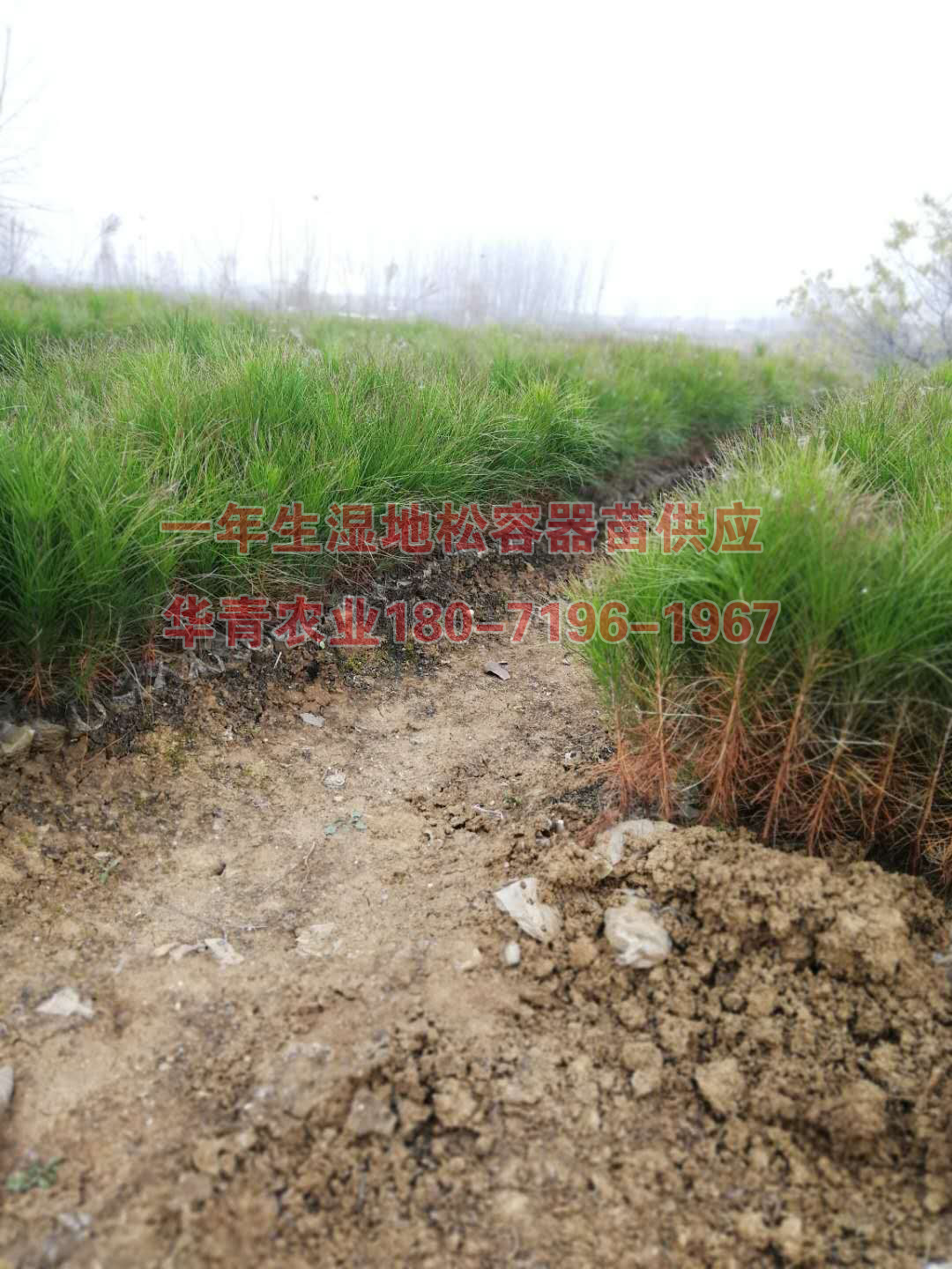 濕地松二年生濕地松批發(fā)-湖北華青農(nóng)業(yè)濕地松基地