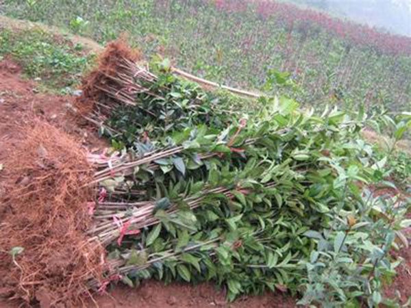 櫻花基地供應(yīng)櫻花小苗 大型櫻花苗繁育基地