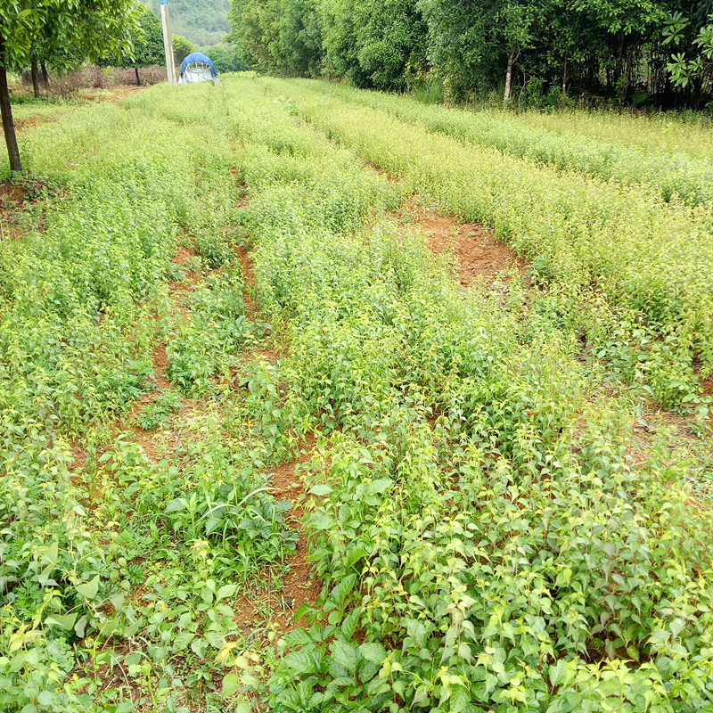青梅苗批發(fā)商  桂林青梅苗基地  福建青梅苗批發(fā)
