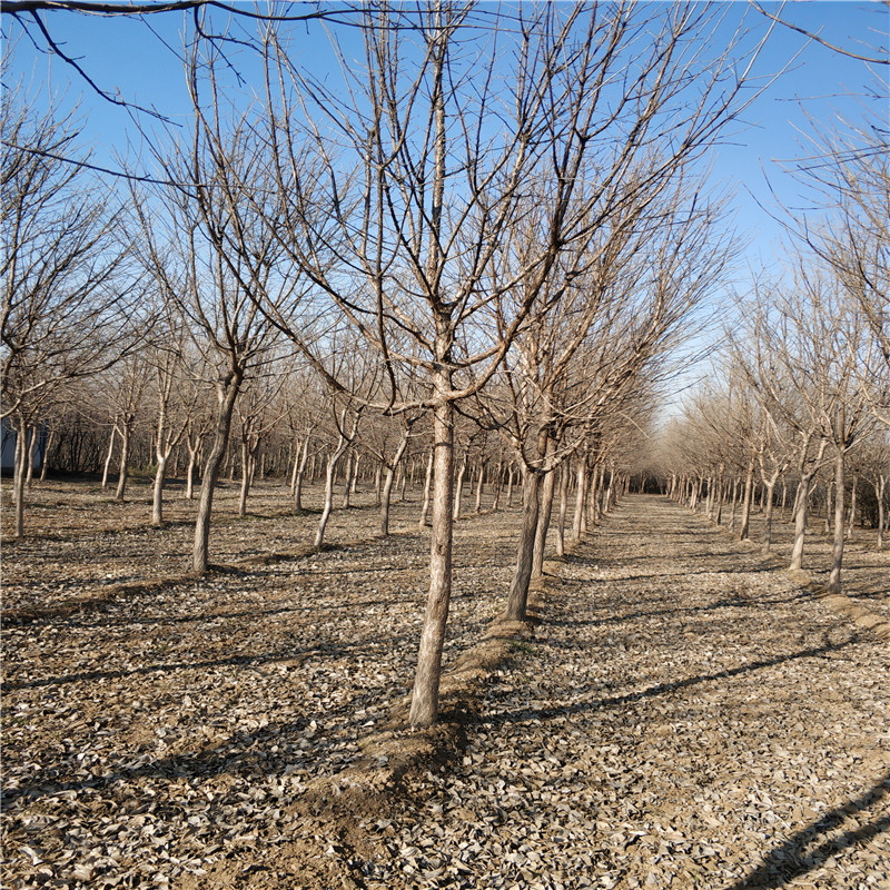 流蘇圖片/流蘇樣板圖 (2)